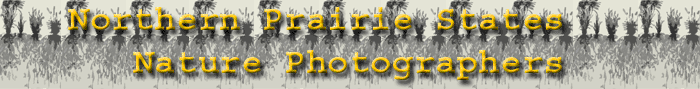 NPN Logo